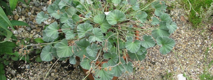 La Kaloba, un medicamento natural para el resfriado y la gripe.